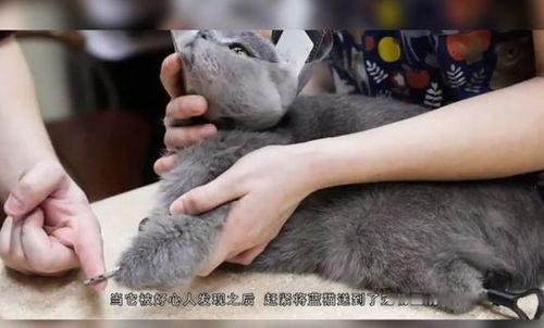 最新爆料虐待学生,最新爆料揭露教师虐待学生骇人真相 第1张 最新爆料虐待学生,最新爆料揭露教师虐待学生骇人真相 第1张